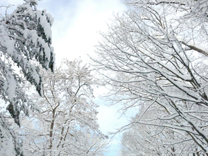 北海道　雪.jpg